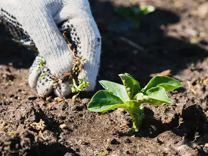 gloved hand pulling weeds from lawn soil with young plant