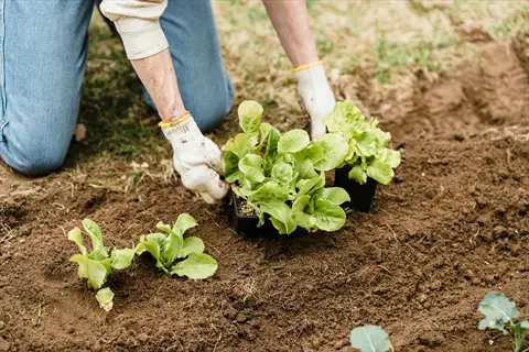 gloved hands transplanting lettuce seedlings into garden soil outdoors
