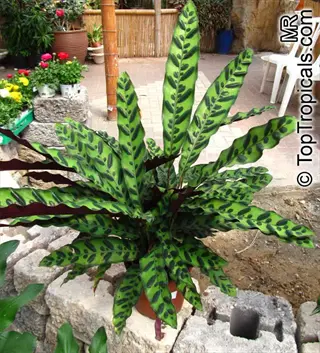 goeppertia insignis (classic) displaying patterned green leaves with dark blotches and purple undersides in a garden setting