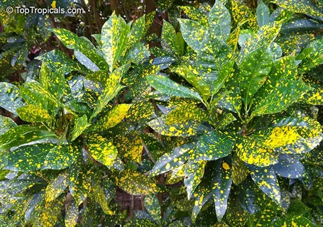 gold star croton plant showcasing vibrant green leaves with distinctive yellow speckles