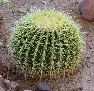 golden barrel cactus with spines in desert terrain, surrounded by rocks and dry soil