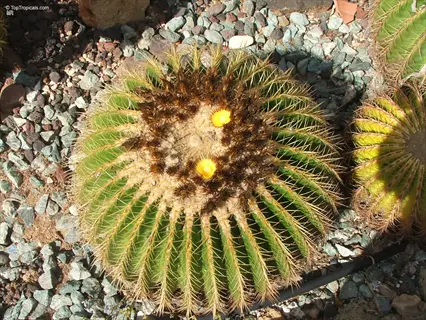 golden barrel cactus with yellow blooms surrounded by gravel