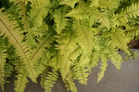 golden boston fern fronds with vibrant green and yellow hues cascading downward