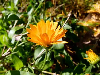 golden calendula flower blooming among green foliage in a garden