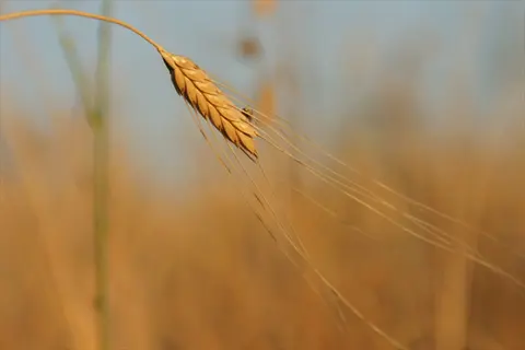 golden cereal rye field close-up showing mature grain head with long awns against blurred field background