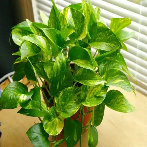 golden pothos indoor plant with yellow and green variegated leaves in a pot on a wooden table near window blinds
