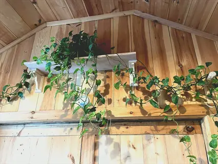 golden pothos vine plant (epipremnum aureum) trailing from a wooden shelf against rustic wooden wall paneling in an indoor setting