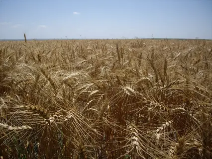 golden winter wheat field with mature grain heads under a clear blue sky