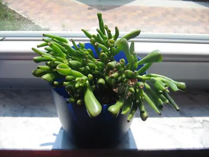 gollum jade plant (crassula ovata) in blue pot on sunny windowsill