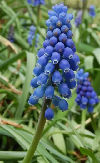 grape hyacinth muscari blue flowers: dense spike of small bell-shaped blooms on green stems among foliage