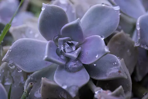graptopetalum succulent close-up featuring pastel purple and green rosette leaves covered in glistening water droplets