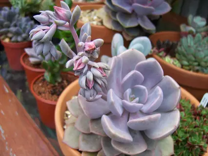graptoveria 'debbie' succulent with pastel purple-green leaves and flowering stalk featuring pink buds, potted in terracotta containers among other succulents