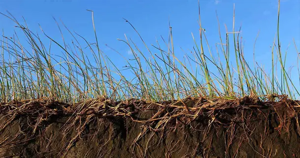 grass slope erosion with exposed roots and soil under clear blue sky