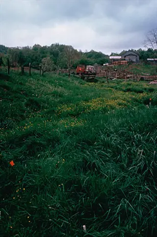 grass waterway field with dense vegetation, yellow wildflowers, and farm structures under overcast sky
