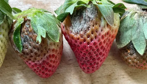 gray mold strawberries: close-up of multiple berries with fuzzy gray fungal growth and rot on a wooden surface