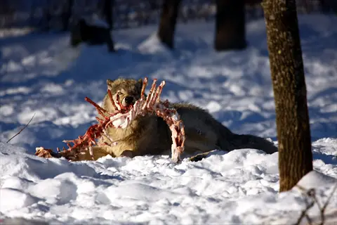 gray wolf feeding on elk carcass in snowy forest, representing wolves and elk predator-prey dynamics