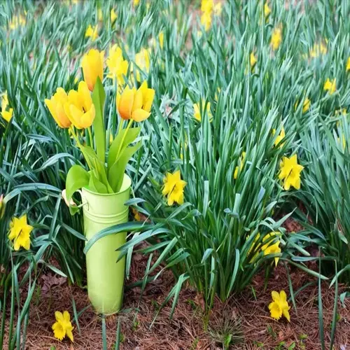 green bucket with yellow tulips surrounded by blooming daffodil bulbs garden