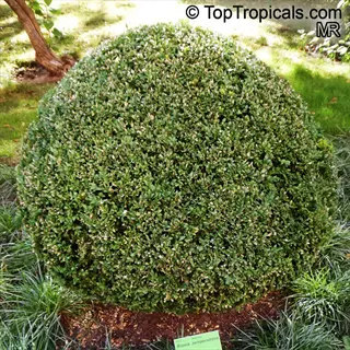 green gem boxwood globe shrub with visible plant label in garden