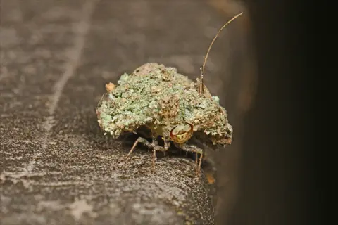 green lacewing larva (chrysoperla rufilabris) covered in lichen debris for camouflage on wood