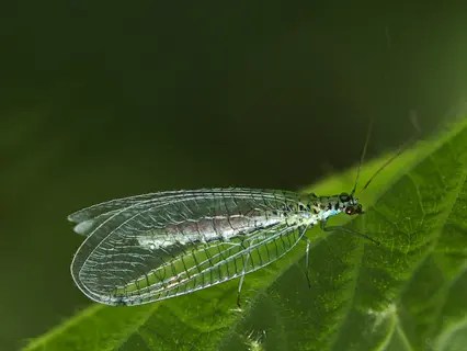 green lacewing with delicate veined wings resting on a leaf in natural habitat