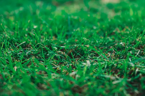 green lawn closeup showing lush grass blades and soil particles