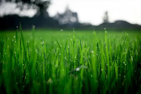 green lawn closeup with water droplets on lush grass blades, distant trees in background
