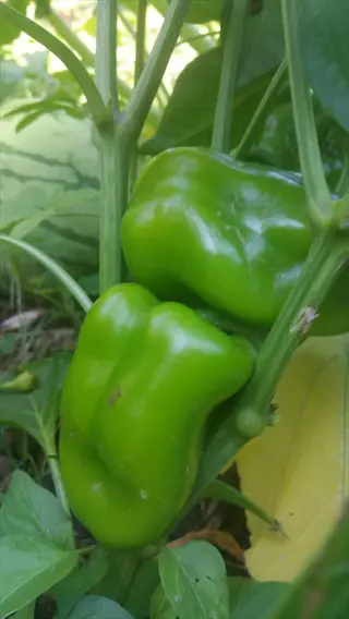 green lipstick pimiento peppers growing on a plant in a sunlit garden, surrounded by lush foliage and other vegetable plants