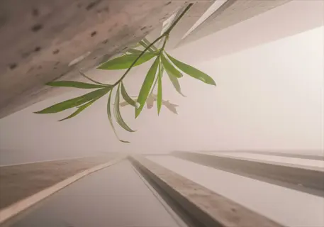 green plant thriving near north-facing window with soft, diffused light, demonstrating window direction plants for optimal growth without direct sun