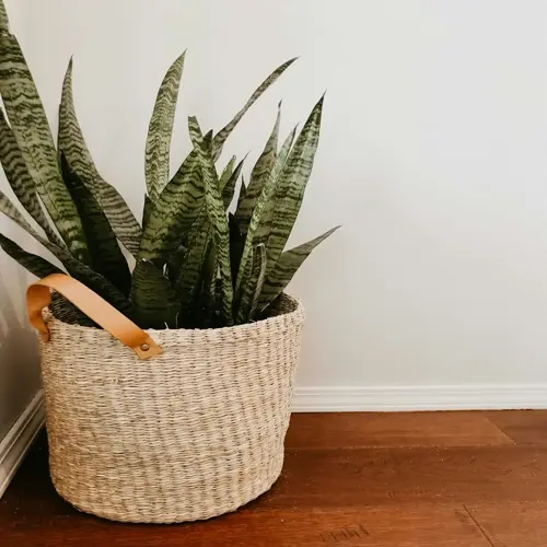 green snake plant corner: snake plant in woven basket with leather handle, placed on dark wooden floor against light beige wall