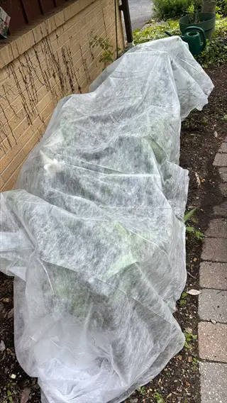 greenhouse shade cloth covering outdoor plants near brick wall with gardening tools in background