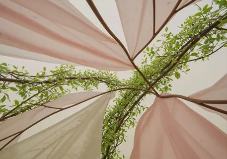 greenhouse thermal curtains (pink and white) draped over leafy branches in greenhouse interior, viewed from below