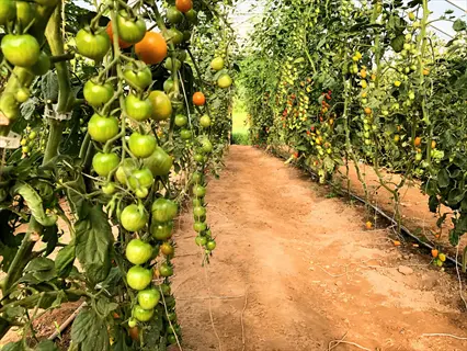 greenhouse tomato plants: rows of tomato vines heavy with green, yellow, and red fruits viewed from a central dirt path