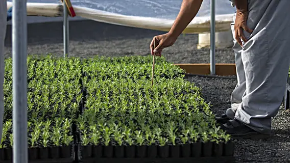 greenhouse worker tending rows of seedlings in trays - large scale seed sowing operation