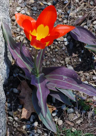greigii tulips mottled with vibrant red-yellow petals and striking purple-streaked foliage