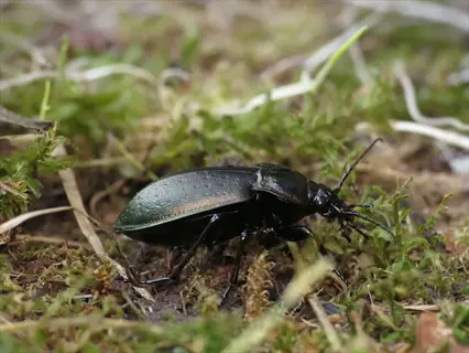 ground beetle (carabidae) in natural habitat: damp soil with moss and decaying vegetation in woodland setting