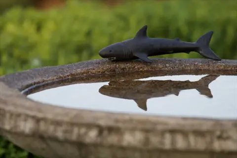 ground bird bath stone with shark figurine on edge reflecting in water