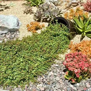 ground cover garden plants spill from a black pot in a xeriscape garden with succulents, rocks, and pink blooms