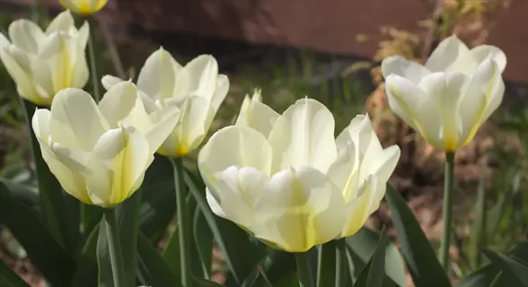 group of fosteriana emperor tulips featuring large, pale yellow blooms with subtle green streaks in a sunlit garden