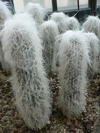 group of old man cactus white fuzzy plants in a garden