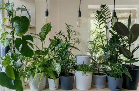 grouped indoor plants in assorted pots with hanging edison bulbs in sunlit room, featuring monstera, ferns, and rubber plants