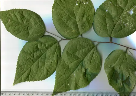 hackberry tree leaves with serrated edges on a branch displayed with measurement ruler (scale 1-29) against a white background