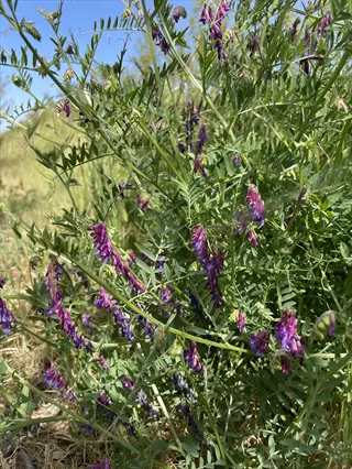 hairy vetch cover crop with purple flowers and green foliage under a clear blue sky