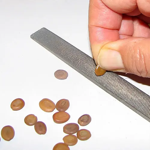 hand filing seeds for scarification to break dormancy, part of refrigerator stratification germination process