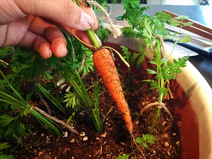 hand harvesting a small little fingers carrot from a container garden with soil and carrot plants