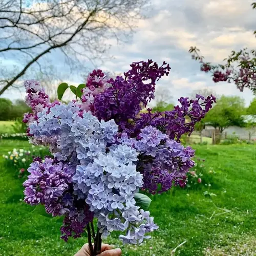 hand holding blooming lilac tree flowers in a garden with trees and lawn under a partly cloudy sky