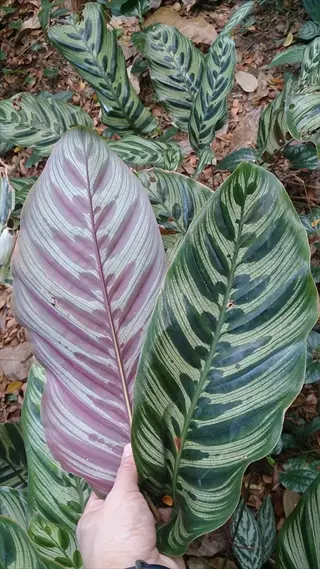 hand holding calathea makoyana (peacock calathea) leaves with distinctive green-purple feather patterns among tropical foliage