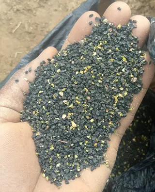 hand holding dark onion seeds with visible chaff, close-up against blurred background