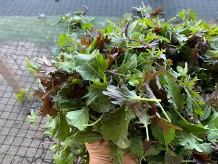 hand holding fresh arugula microgreens harvest with vibrant green and purple serrated leaves