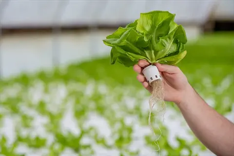 hand holding hydroponic lettuce head with visible roots in a commercial hydroponic greenhouse