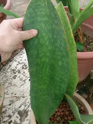 hand holding large whale fin snake plant leaf showing mottled green pattern, in clay pot with leca balls, surrounded by other houseplants